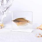  полимер . входить море . образец осьминог . черепаха. дизайн прозрачный resin производства интерьер украшение подарок для Pearl vest fish
