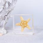  полимер . входить море . образец осьминог . черепаха. дизайн прозрачный resin производства интерьер украшение подарок для Graceful starfish