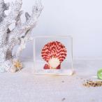  полимер . входить море . образец осьминог . черепаха. дизайн прозрачный resin производства интерьер украшение подарок для sea scallop