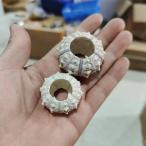  морской еж . натуральный раковина земля средний море производство ананас type растение в горшке для интерьер украшение lantern 3-4cm