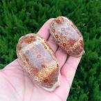  Takara gai раковина образец аквариум оборудование орнамент для натуральный раковина интерьер украшение предмет 6-7cm