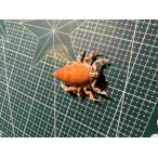  краб образец li Ray te незначительный * стерео nops macro potia* Lost lataporutunsLyreidus stenops
