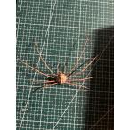  краб образец li Ray te незначительный * стерео nops macro potia* Lost lataporutunsMacropodia rostrata