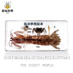  resin производства насекомое . море . живое существо. образец украшение living интерьер для детей наука обучающий материал A 16cm7.8cm2cm