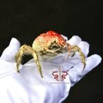  краб образец maja*kominatoensis, музей качественный шелушение производства экспонирование коробка, коллекция, дом. оборудование орнамент, орнамент, стол. оборудование орнамент 