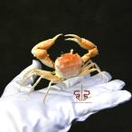  краб образец gon pra sinae.mak Ray . классификация музей класс экспонирование кейс 15cm×10cm×10cm коллекция интерьер настольный украшение 