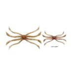 ザップ　オクトパス #03 ワカサギシュリンプ