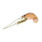 ジャクソン　ちぬころり 10g SE(シバエビ)