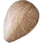  Fuji quotient (Fujisho) муляж пчела. гнездо 1P пчела исключая .. . пчела. гнездо меры 20243(.. пачка, доставка отдельно товар )