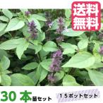 苗 ホーリーバジル 苗の人気商品 通販 価格比較 価格 Com