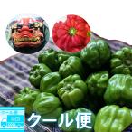 【クール便】新潟 伝統野菜「かぐら南蛮」約１.1kg（21〜25個）/ 朝採り/ 肉厚でピリリとした爽やかな辛み