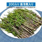 【早期予約に限り100円引】【保冷剤入り】豪雪地帯のごちそう山菜 アケビの新芽「木の芽」約200g/ 新潟では高級割烹食材