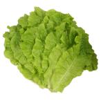 [ рефрижератор ] гибрид сельдерея и салата *160 листов 