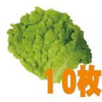 [ рефрижератор ]....* гибрид сельдерея и салата *10 листов 