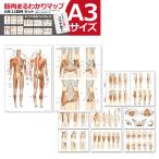  раунд Flat мускул ..... карта 6 шт. комплект A3 размер pauchi specification .... имеется 