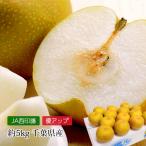 なし 白井の梨 豊水 千葉県産 優アップ 約5kg 10〜14玉