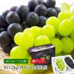 ぶどう 山梨県産 シャインマスカット 巨峰 優アップ 約1.2kg 各1房