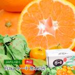 ショッピングみかん 高級みかん 夢味 熊本県産 越冬袋掛けみかん 秀品 約3kg 小〜中サイズ 約40〜50個