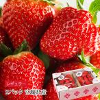  strawberry Miyagi prefecture production migaki strawberry regular 2 pack (2 pack /1 box )