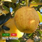  яблоко. .. Aomori префектура производство превосходящий A примерно 3kg 13 шар 
