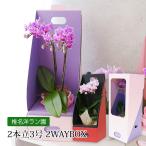 胡蝶蘭 テーブル胡蝶蘭 2本立 3号 2WAYBOX ギフトBOX入
