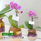 胡蝶蘭 テーブル胡蝶蘭 1本立 3号 シャルネ鉢