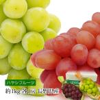  виноград автомобиль in мускат Queen rouge Nagano префектура производство примерно 1kg 2. комплект premium фрукты selection 