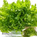  lettuce minela leaf примерно 500g 1 пакет 