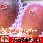 宮崎マンゴー みやざき産 完熟マンゴー 大玉2玉 約1kg 送料無料 贈答用 ご予約 訳あり品ではございません