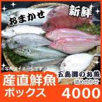 よか魚天然鮮魚ボックス4000　産直新鮮！社長イチ押し鮮魚セット！ 九十九島鮮魚