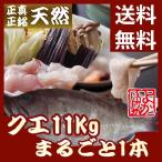 一本丸ごと天然クエ(天然九絵)「送料無料」 11kg前後(10人前〜) 捌いてお届け可能