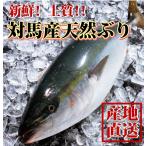 天然ブリ(寒ブリ) 3kg前後1本 長崎産天然鰤 一本釣りの最上級品 (送料無料)(水揚げ時重量により金額加算あり)