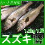 天然鮮魚スズキ 1.5kg前後1尾 活かしもののタイに似たクセのないあっさりした上質の味 九十九島鮮魚