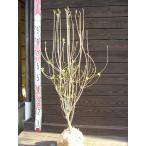  алый dou Dan азалия 