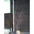 ジューンベリー大株立