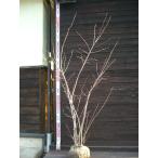 ジューンベリー大株立