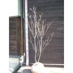 tou экстремально Mitsuba азалия 