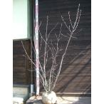 ジューンベリー大株立