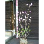 gen kai азалия 