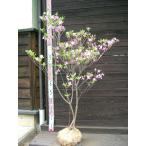  розовый Mitsuba азалия 