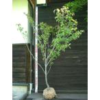 紅花ヤマボウシベニフジ大株