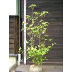  фиолетовый Mitsuba азалия 