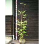 . цветок kiyosmi Mitsuba азалия [ Kiyoshi . Mitsuha ..]