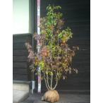  розовый автомобиль lanoki( лето .)книга@ АО .