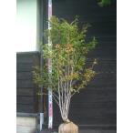  розовый автомобиль lanoki( лето .)книга@ АО .