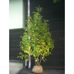  розовый автомобиль lanoki( лето .)книга@ АО .