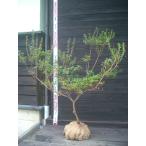  Miyama сверло sima азалия . вид 