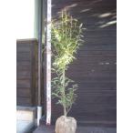 yamakoubasi[ гора ...]