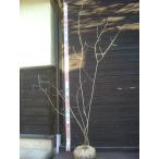 アオダモ　（コバノトネリコ）　株立