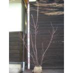  ирга [ лама ru ключ ] большой АО .